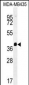 HNRNPCL1 Antibody (C-term)